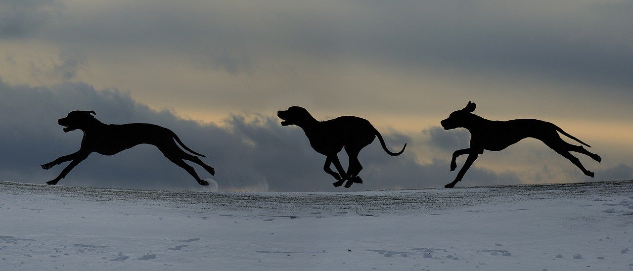 荒野を走る犬の写真